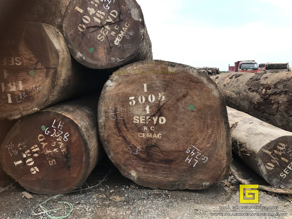 Những cây gỗ Gõ Đỏ Doussien với kích thước lớn – Nhà Gỗ Nguyễn Giang