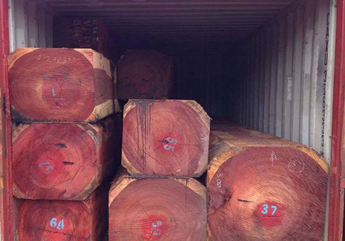 Hình ảnh cây gỗ hương Lào