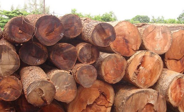 Gỗ Hương và các đặc điểm chung của cây gỗ Hương