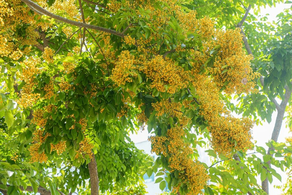 Cây sưa vàng thường được trồng làm cây bóng mát hoặc làm cảnh. (Ảnh sưu tầm)