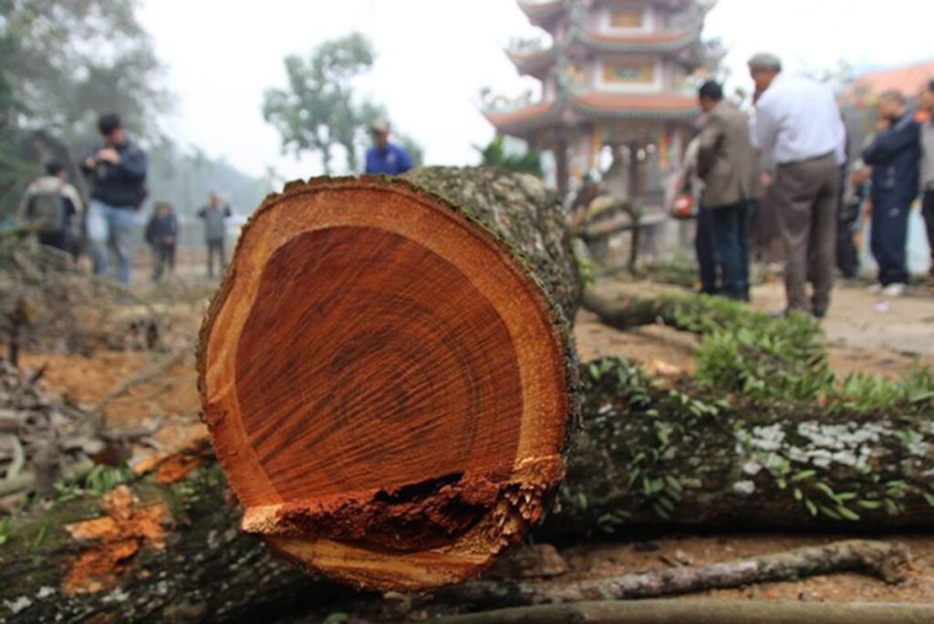 Cây gỗ sưa cổ thụ, trên 30 năm tuổi, đường kính thân cây trên 50cm sẽ có giá bán cao hơn. (Ảnh sưu tầm)