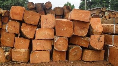 9+ Những Điều Bạn Nên Biết Về Gỗ Gụ Và Giá Trị Sử Dụng Thực Tế